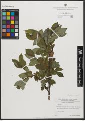 Foto von Salix L.